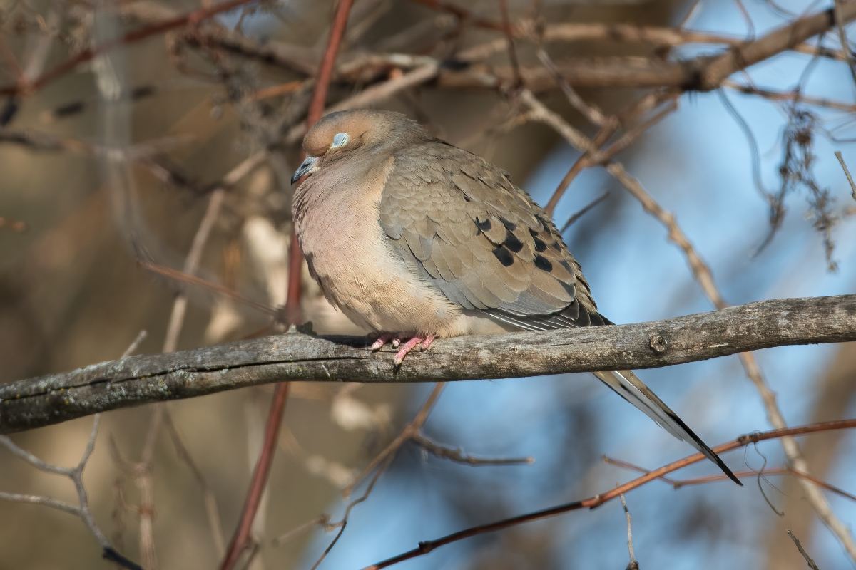 tourterelle-triste-mourning dove